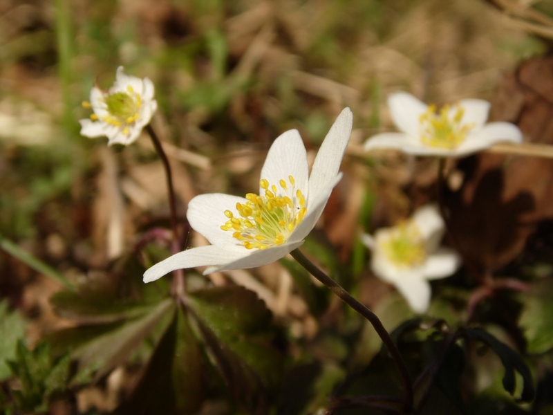 Parco del Ticino : Primavera